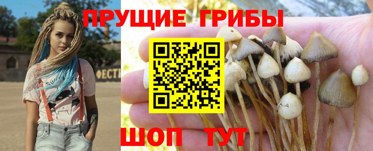 Псилоцибиновые грибы прущие грибы  Псилоцибиновые грибы ЛСД  Вход с VPN  Борисоглебск 